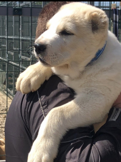 Photo №2 to announcement № 6724 for the sale of central asian shepherd dog - buy in Ukraine from nursery, breeder