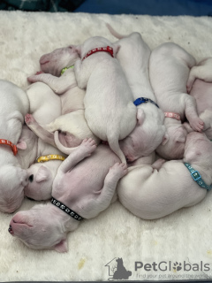 Photo №2 to announcement № 98593 for the sale of dogo argentino - buy in United States private announcement, breeder