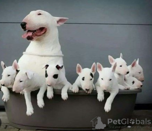 Photo №1. bull terrier - for sale in the city of Stockholm | negotiated | Announcement № 113185