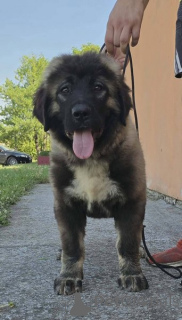 Photo №2 to announcement № 171066 for the sale of otterhound - buy in Serbia 