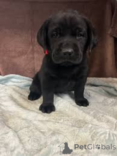 Photo №3. Labrador Retriever Welpen zu verkaufen. Austria