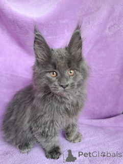 Additional photos: A chic kitten boy