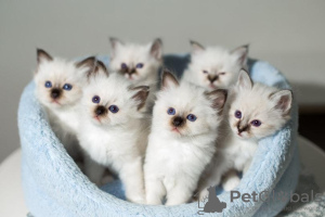 Photo №1. birman - for sale in the city of Berlin | Is free | Announcement № 101593