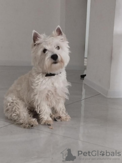 Photo №1. west highland white terrier - for sale in the city of Belgrade | negotiated | Announcement № 79264