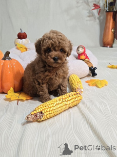 Photo №3. Red toy poodle puppies for sale. Serbia