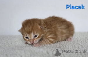 Photo №1. kurilen bobtail - for sale in the city of Trąbki Małe | negotiated | Announcement № 159006