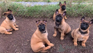 Photo №1. malinois - for sale in the city of Bremen | negotiated | Announcement № 175321