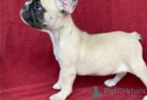 Photo №1. french bulldog - for sale in the city of Berlin | Is free | Announcement № 126911