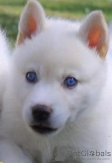 Photo №3. White Siberian girl husky with blue eyes. Georgia