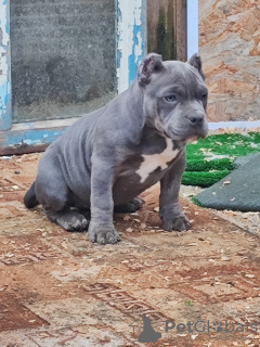 Photo №3. American Bully puppies. Russian Federation