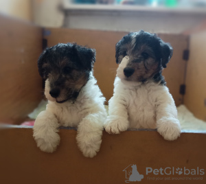 Photo №1. wire fox terrier - for sale in the city of Dzerzhinsk | negotiated | Announcement № 11455
