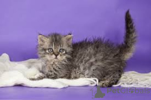 Photo №2 to announcement № 171571 for the sale of selkirk rex shorthair - buy in Finland private announcement, breeder