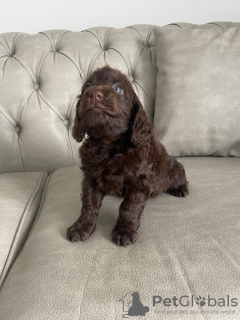 Additional photos: Gorgeous Cockapoo puppies