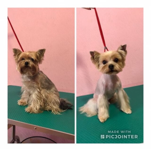 Additional photos: Grooming dogs and cats