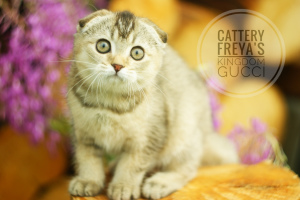Photo №2 to announcement № 2857 for the sale of scottish fold - buy in Russian Federation from nursery
