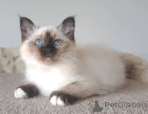 Photo №1. birman - for sale in the city of Warsaw | 516$ | Announcement № 168354