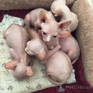 Photo №3. Home Raised Sphynx Kittens for adaptation. Spain