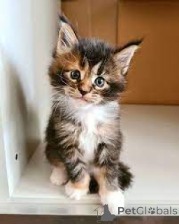 Photo №3. Maine Coon Kittens. Germany