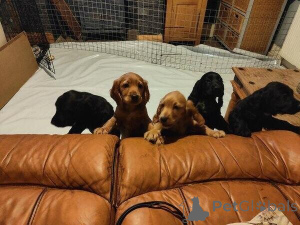 Photo №2 to announcement № 169793 for the sale of american cocker spaniel - buy in Sweden 