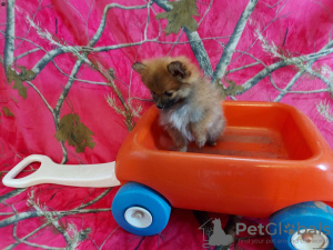 Photo №2 to announcement № 44780 for the sale of pomeranian - buy in Germany 