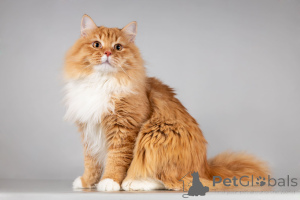 Photo №4. I will sell  in the city of Khimki. from the shelter - price - Is free