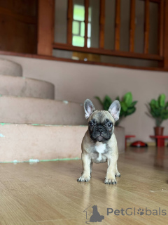 Photo №4. I will sell french bulldog in the city of Smederevo. breeder - price - negotiated