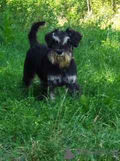 Additional photos: Miniature schnauzer puppy, color black with silver