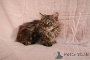 Photo №4. I will sell maine coon in the city of Bünsdorf. breeder - price - 205$