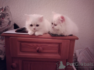 Photo №3. White Scottish kitten from the cattery.. Switzerland