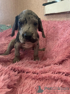 Photo №2 to announcement № 11448 for the sale of great dane - buy in Russian Federation private announcement