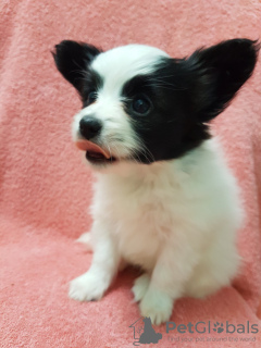 Photo №2 to announcement № 17278 for the sale of papillon dog - buy in Russian Federation private announcement