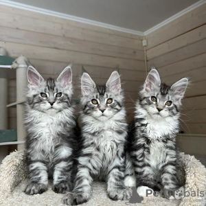 Photo №2 to announcement № 115747 for the sale of maine coon - buy in Germany 