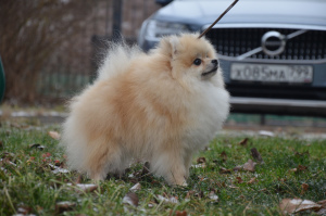 Photo №3. Pomeranian shtitz, Boy. Russian Federation