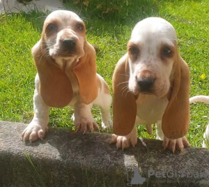 Photo №3. Pedigree Basset Hound puppies for sale!. Norway