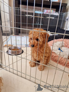 Photo №1. poodle (toy) - for sale in the city of Дублин | 1479$ | Announcement № 94271