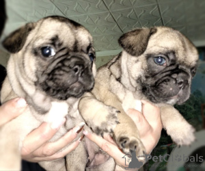 Additional photos: french bulldog puppies