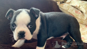 Photo №1. boston terrier - for sale in the city of Liège | 516$ | Announcement № 159419