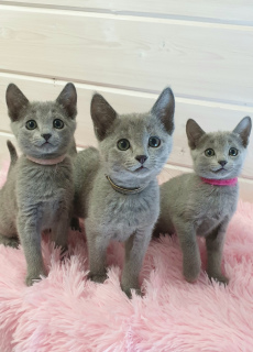 Photo №2 to announcement № 4623 for the sale of russian blue - buy in Russian Federation from nursery