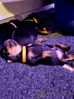 Photo №1. rottweiler - for sale in the city of Blvelop | negotiated | Announcement № 176165