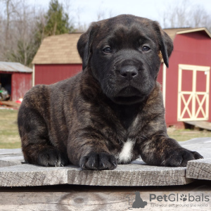 Photo №1. american mastiff - for sale in the city of Los Angeles | negotiated | Announcement № 105971