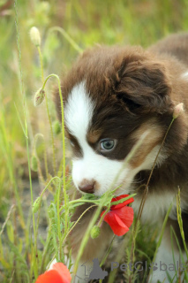 Photo №1. miniature american shepherd (aussie) - for sale in the city of Gdynia | 2353$ | Announcement № 143094