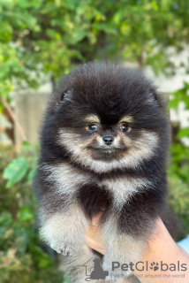 Photo №1. pomeranian - for sale in the city of Bobruisk | 1585$ | Announcement № 63872