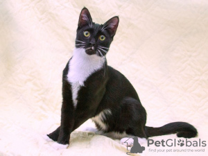 Additional photos: Handsome Antoshka is looking for a family.