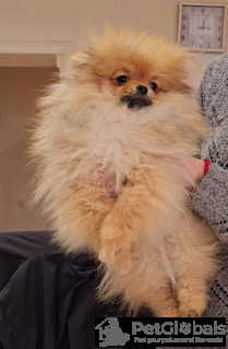 Photo №4. I will sell pomeranian in the city of Belgrade. breeder - price - negotiated