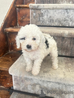 Photo №3. Stunning Cavapoos Looking for their forever home. Germany