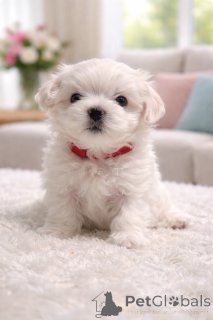 Photo №1. maltese dog - for sale in the city of Bad Wildungen | negotiated | Announcement № 169596