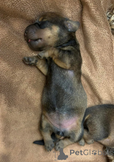 Photo №4. I will sell dachshund in the city of Barcelona. breeder - price - 376$