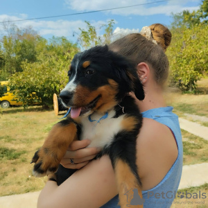 Photo №4. I will sell bernese mountain dog in the city of Belgrade.  - price - negotiated