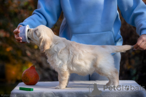 Additional photos: Golden retriever puppies