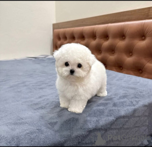 Photo №2 to announcement № 163015 for the sale of maltese dog - buy in Poland breeder